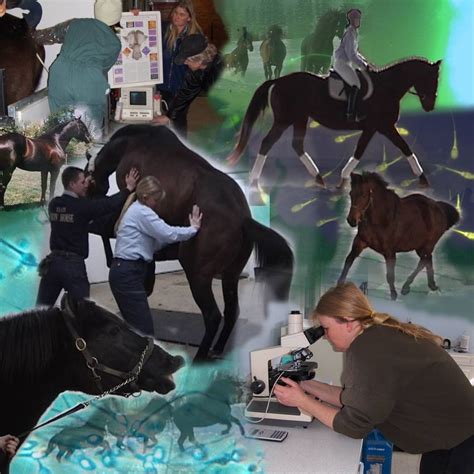 Reproduction Workshops , Lessons at Iron Horse Equine Reproduction ...