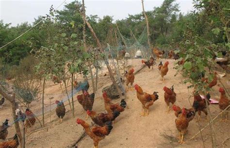 养鸡场需要什么设备 —【发财农业网】