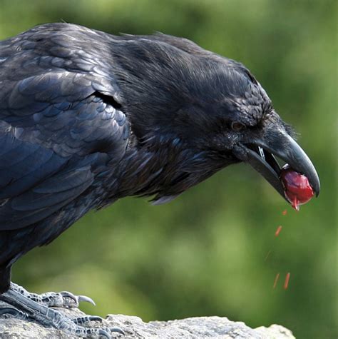 Image result for Toad Eating Raven