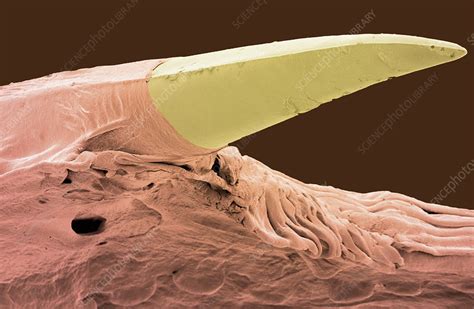 One Tooth Python 的图像结果