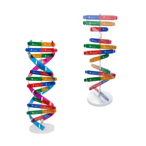 Dna Kit Self Double Helix Model Kit Assembling Dna Display | Desertcart ...