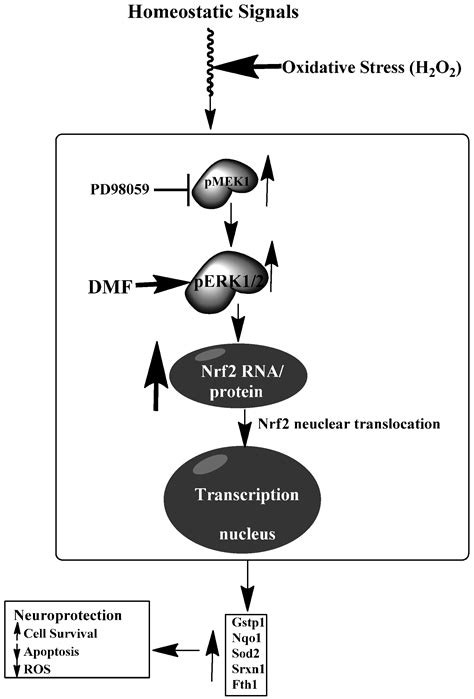 Dimethyl Fumarate Protects Neural Stem/Progenitor Cells and Neurons ...