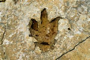 Dinosaur Trace Fossils Do You Know The Difference Between Tracks And