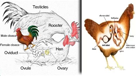Image result for Loop Object JavaScript
