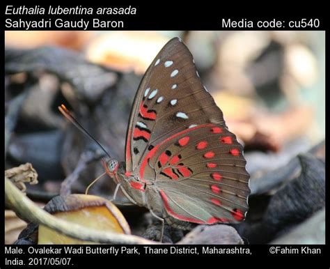 Euthalia lubentina | Butterfly