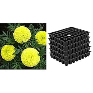 Kraft Seeds Garden Mix of Gainda/African Marigold Flower (Height 30-40 ...