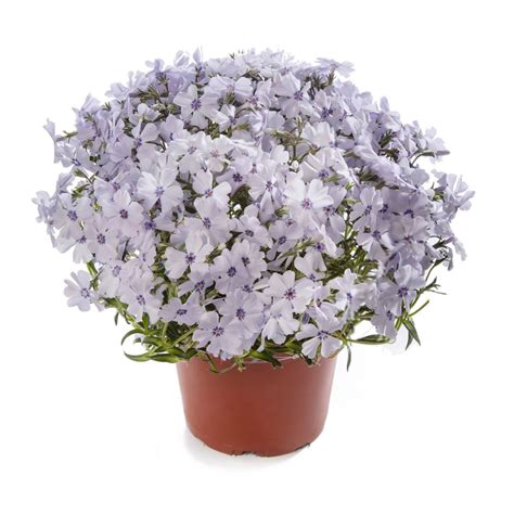 Phlox Subulata GoldiPhlox Light Blue Creeping Phlox | SiteOne