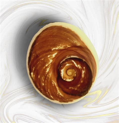 Buy Gomati Chakra Big Size Energized Naag Chakra for Vishnu Pooja | My ...