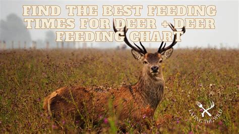 Deer Feeding Times - eatingthewild.com