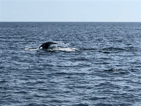 Cape Ann Whale Watch (Gloucester) - All You Need to Know BEFORE You Go