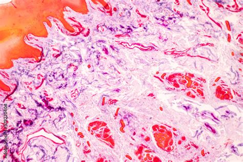 Image result for Finger Under Microscope