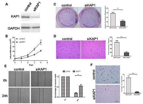 High Levels of KAP1 Expression Are Associated with Aggressive Clinical ...