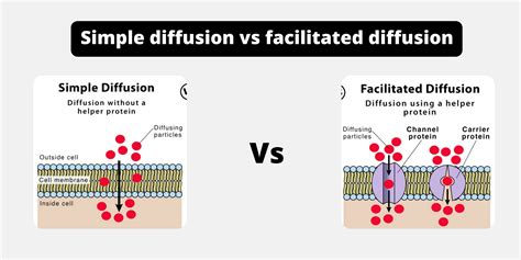 Simple diffusion vs facilitated diffusion Archives - Biology Notes Online