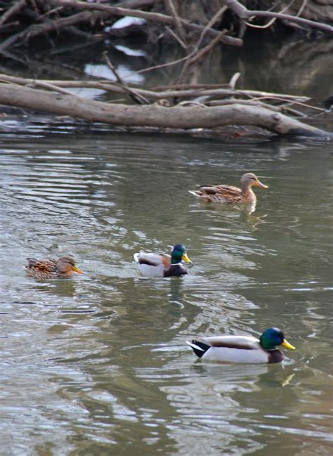 Image result for Fake Spring Seattle