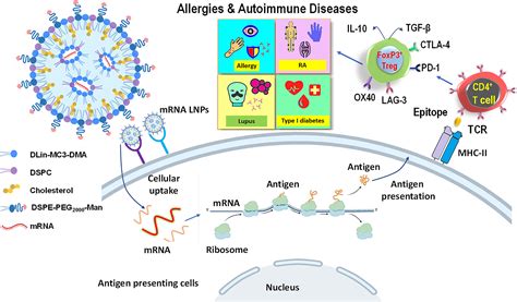 mRNA lipid nanoparticles induce immune tolerance to treat human diseases