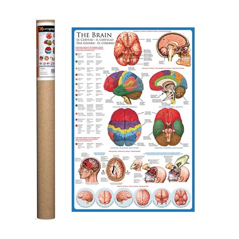 The Brain Anatomy Poster by Bar Charts : Amazon.in: Home & Kitchen