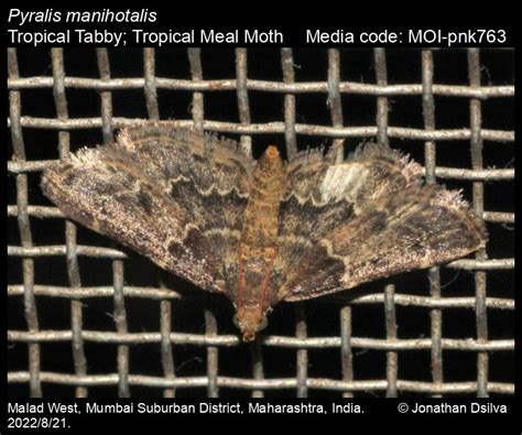 Pyralis manihotalis | Moths