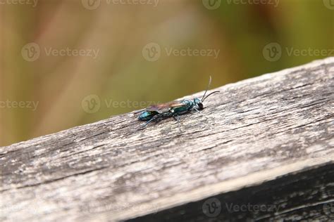 Common Blue Mud Dauber Wasp 13942021 Stock Photo at Vecteezy