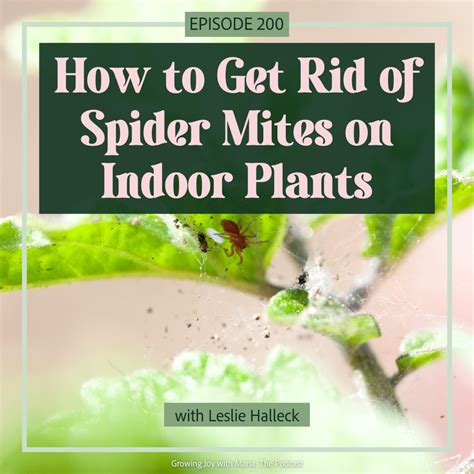 How to Kill Spider Mites 的图像结果