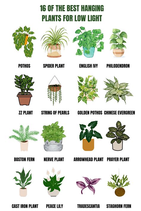 16 of The Best Hanging Plants for Low Light | Hanging plants indoor ...