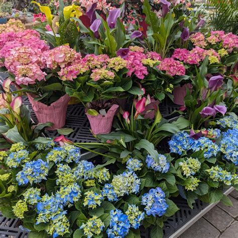 Country Mile Gardens (@countrymilegardens) • Instagram photos and videos