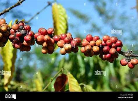 Image result for Java Coffee Plantation