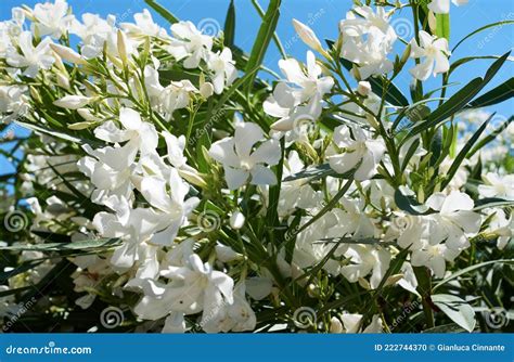 White Oleander Flower on Blue Sky Background. Nerium Oleander Stock ...