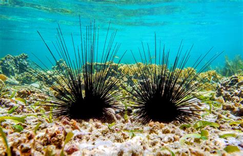 Sea Urchin External Anatomy