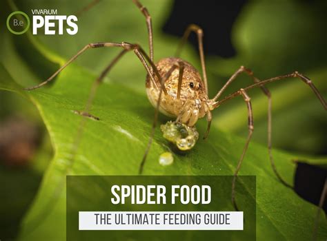 What Does A Giant House Spider Eat at George Jelks blog