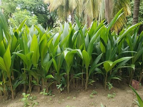 COCONUT TREES - Vietnam Coconut Tree Manufacturer from Chhindwara