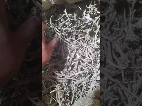 Dry Roots - White Shatavari Dry Root Trader - Retailer from Rudrapur