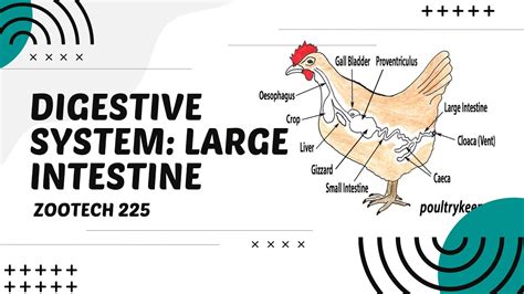 Image result for Chicken Digestive System