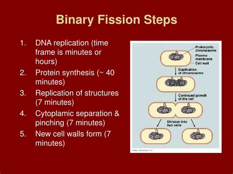 PPT - Plate 15 - Bacterial Reproduction PowerPoint Presentation, free ...