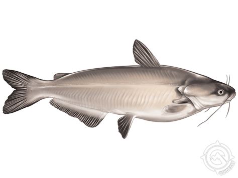 Catfish PNG Images Transparent Free Download