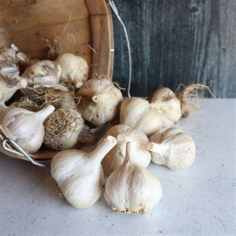 Image result for Planting Spring Garlic