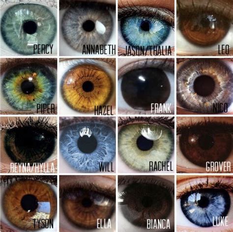Different shades of brown eye color – Artofit