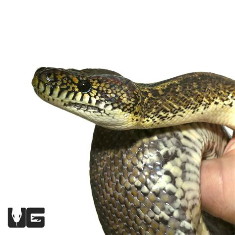 Image result for Irian Carpet Python