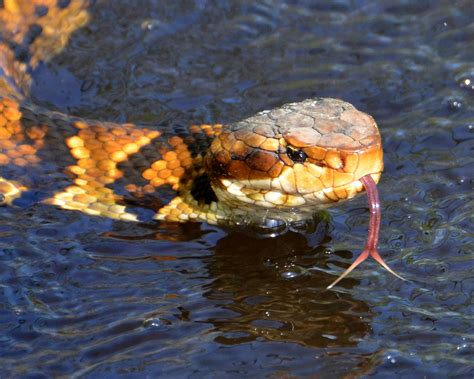 Herp Highlight #7: Eastern Cottonmouth | Virginia Living Museum