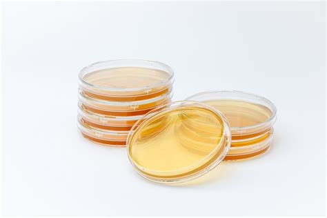 How To Seal Agar Plates at Keith Ramsay blog
