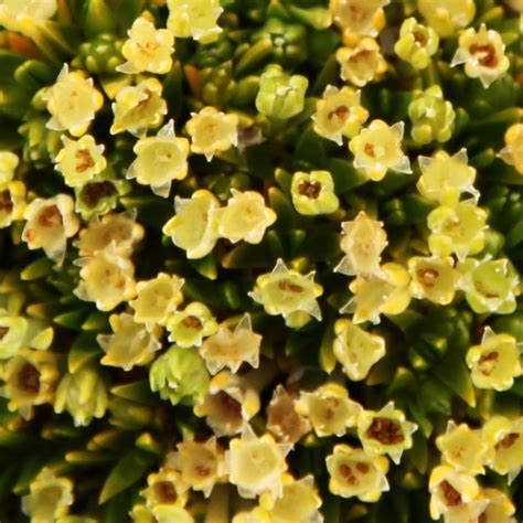 Alerta climática en la Antártica: plantas que florecen se multiplican ...