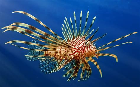 Top 10 dangerous sea creatures that aren't so well known - Australian ...