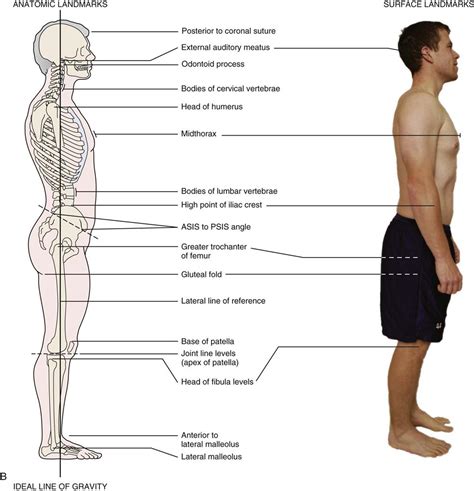 Image result for Normal Posture