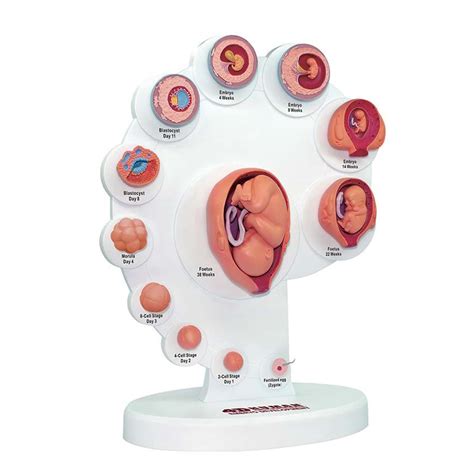 Buy 4D Fetus Organ Growth Process Model, Fetus Uterine Embryo ...