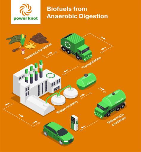 Digestion Process 的图像结果