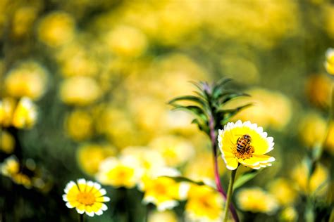 Image result for Flower Pot Card Tutorial