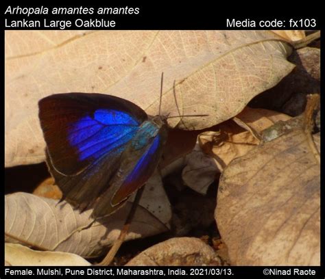 Arhopala amantes | Butterfly