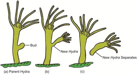 Image result for Reproduction Class 10 Videos