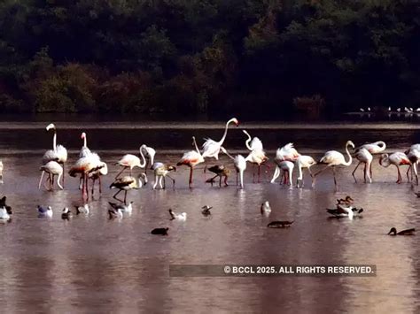 With 50% increase, it's been a good year for wetlands in India - Good ...