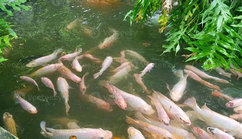 Java Tropical Fish Farm 的图像结果