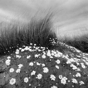 Sand Daisies Fine Art Print - Chip Forelli posters - Art & Paintings ...